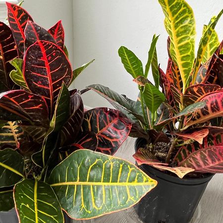 Next To Universal! 2Bedroom-2Bath-Many Indoor Plants 奥兰多 外观 照片