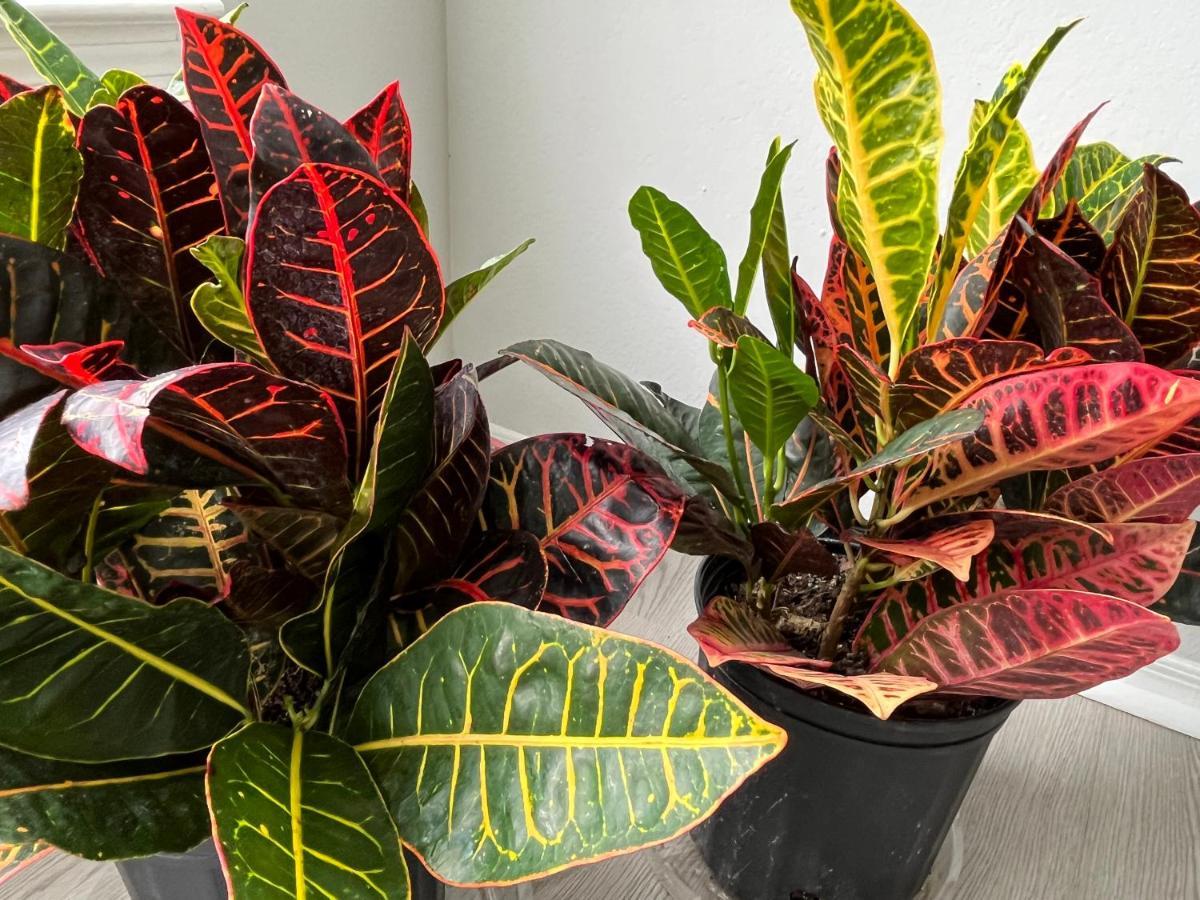 Next To Universal! 2Bedroom-2Bath-Many Indoor Plants 奥兰多 外观 照片